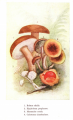 Dallas, E. M., & Burgin, C. A. (1900). Among the mushrooms: A guide for beginners. New York, Philadelphia [etc.]: D. Biddle.