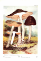 Pluteus cervinus, in McIlvaine, C. & Macadam, R. K. (1912). Toadstools, mushrooms, Fungi, edible and poisonous: And one thousand American fungi.