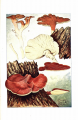 Studies of American fungi: Mushrooms, edible, poisonous, etc