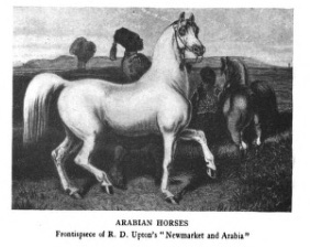 Arabian Horse frontispiece