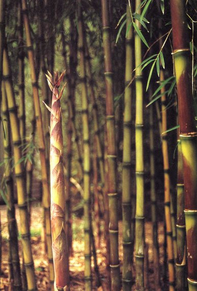 Bamboo stalks in a forest.
