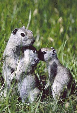 Squirrels nestle in a grassy field.