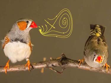 Two birds on a branch, with concentric circles drawn from the beak of one.