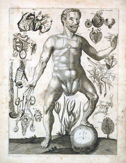 Illustration showing the male form