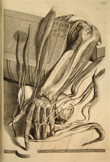 Illustration showing skeletal hand and arm