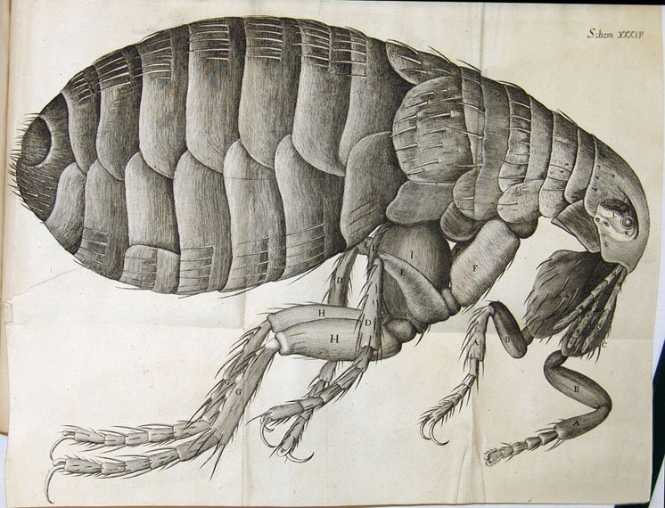 Fold-out illustration of magnified flea