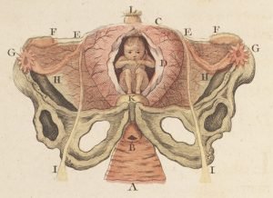 Diagram of fetus in utero