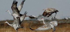 Group of sandhill cranes taking flight