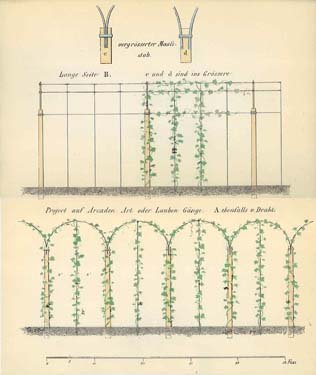 A diagram of vines growing up trellises.