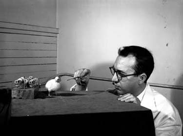 A man with glasses moves tweezers toward a chick on a table.