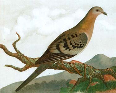 Painting of a pigeon sitting on a branch.