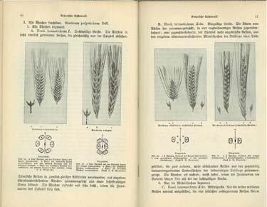 Various images of different kinds of barley.
