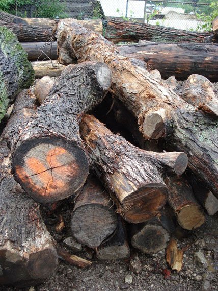 Logs lie in a pile.