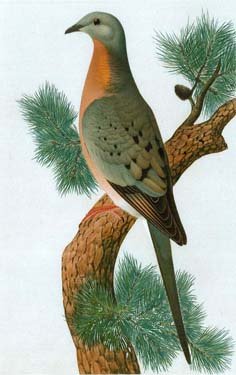 Painting of a slightly brighter pigeon on a branch.