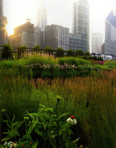 Plants and flowers overlooked by skyscrapers.