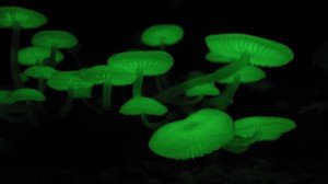 Glowing mycena chlorophos at Hachijojima botanical park, Japan.