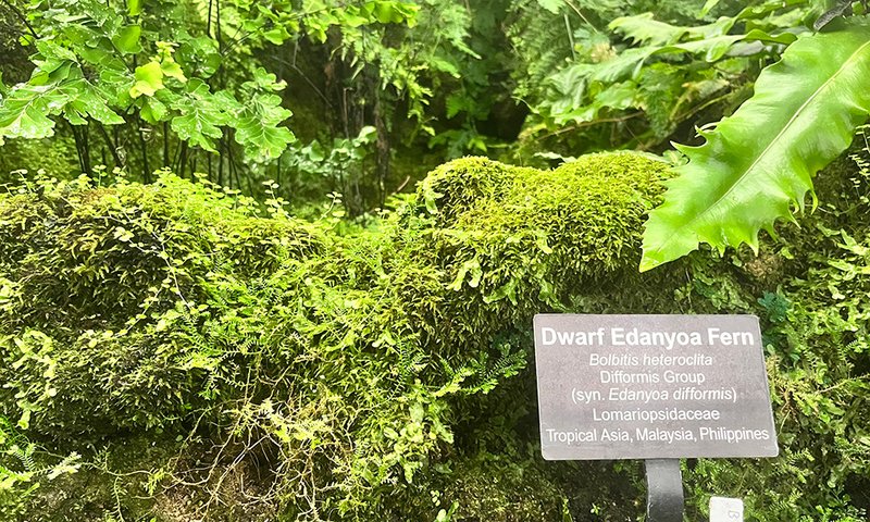 A sign identifies Dwarf Edanyoa Fern  from Tropical Asia