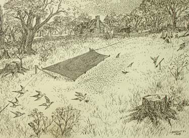 Drawing of a field in which birds fly past a sheet held up by ropes.