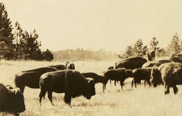Buffalo graze in a field.