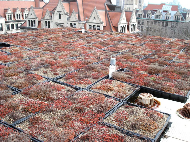 Brownish grasses and mosses on the roof of a building, surrounded by red Gothic roofs.