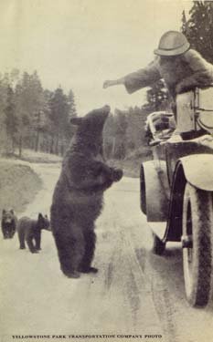 A park ranger leans out of a car to feed a bear on its hind legs.