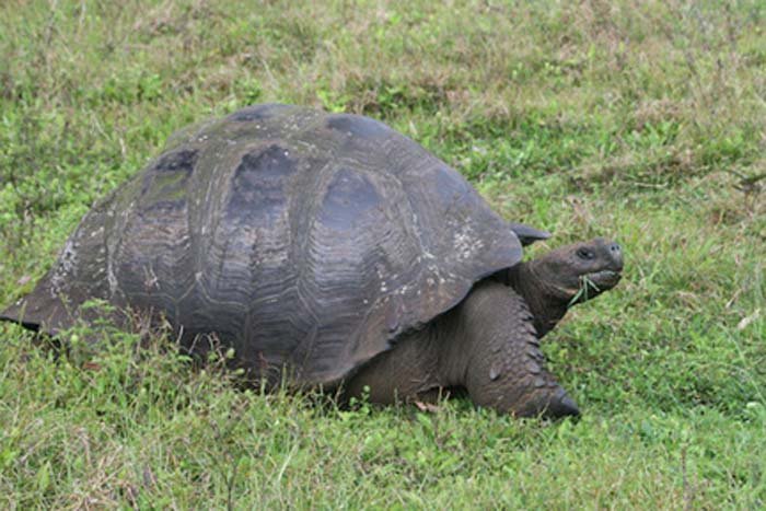 Photo of a tortoise on grass.