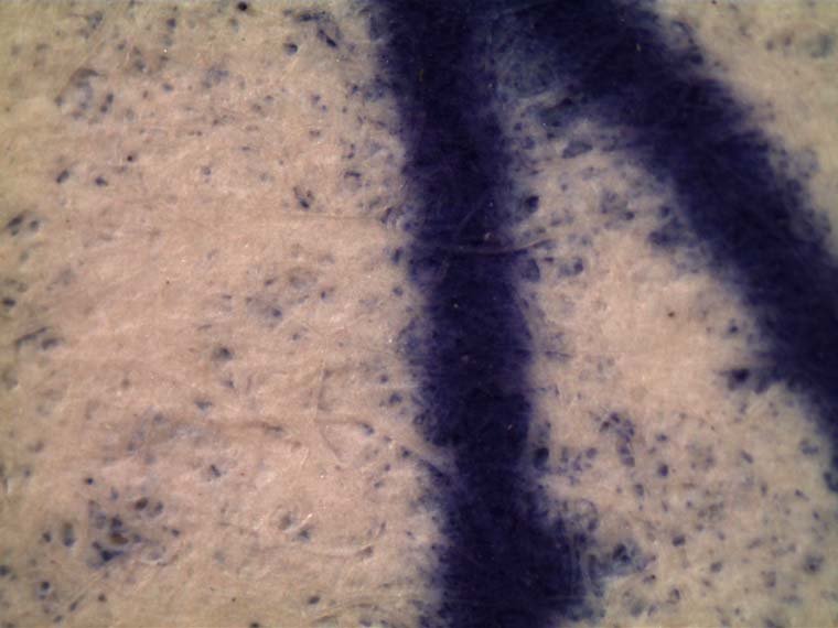 Microscope view of paper fibers and ink in a "v" shape