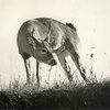 Image of a Young Buck