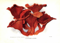 Clitocybe Illudens, from Toadstools, mushrooms, Fungi, edible and poisonous: And one thousand American fungi by