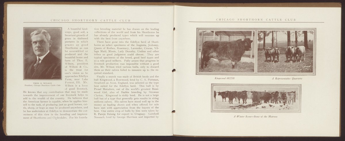 Two-page spread about Thomas E. Wilson and Shorthorn cattle bred at Edellyn Farm. Includes a black-and-white formal photograph of Thomas E. Wilson who is a middle-aged white man with white hair wearing a dark suit and tie. Also includes three black-and-white photographs of cattle. Text begins "A beautiful landscape, good soil, a luxuriant growth of grass in timbered pastures in which grazes as good Shorthorns as can be assembled or produced and the beautiful home and farm of Thos. E. Wilson, president of Wilson & Co., is the treat for one's vision as he approaches Edellyn Farm, near Lake Forest, Ill.