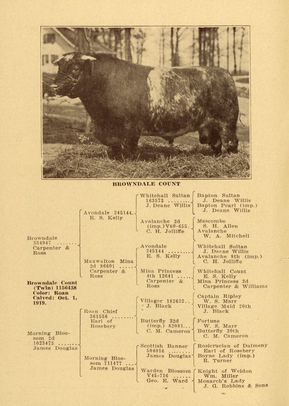 Breeding history of Shorthorn bull "Browndale Count." Includes a black-and-white photograph of the bull.