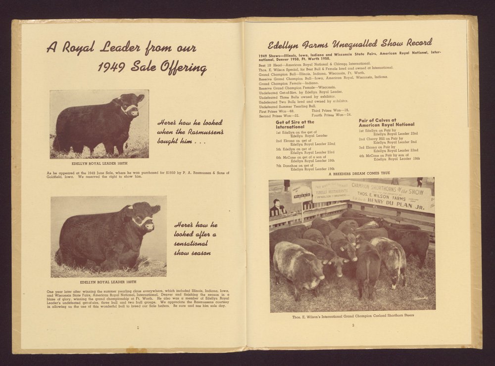 Two black-and-white photographs show growth of "Edellyn Royal Leader 100th." Opposite page depicts "International Grand Champion Carload Shorthorn Steers" in a pen and lists Shorthorns to be shown at 1919 and 1950 shows.