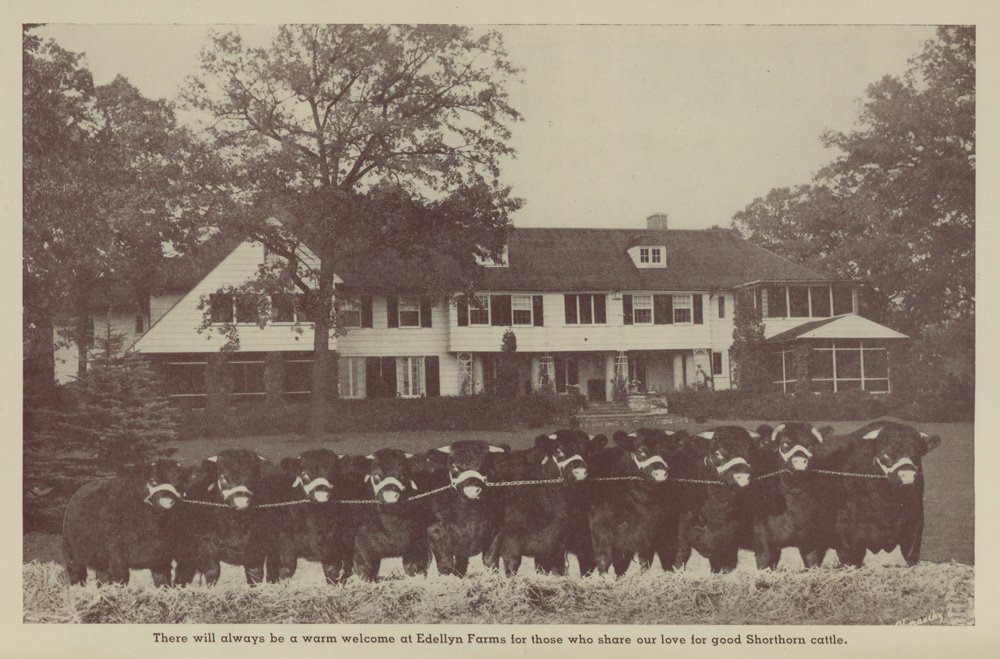 Black-and-white photograph of ten Shorthorn cattle lined up in front of the main house on Edellyn Farm. The caption reads "There will always be a warm welcome at Edellyn Farms for those who share our love for good Shorthorn cattle."