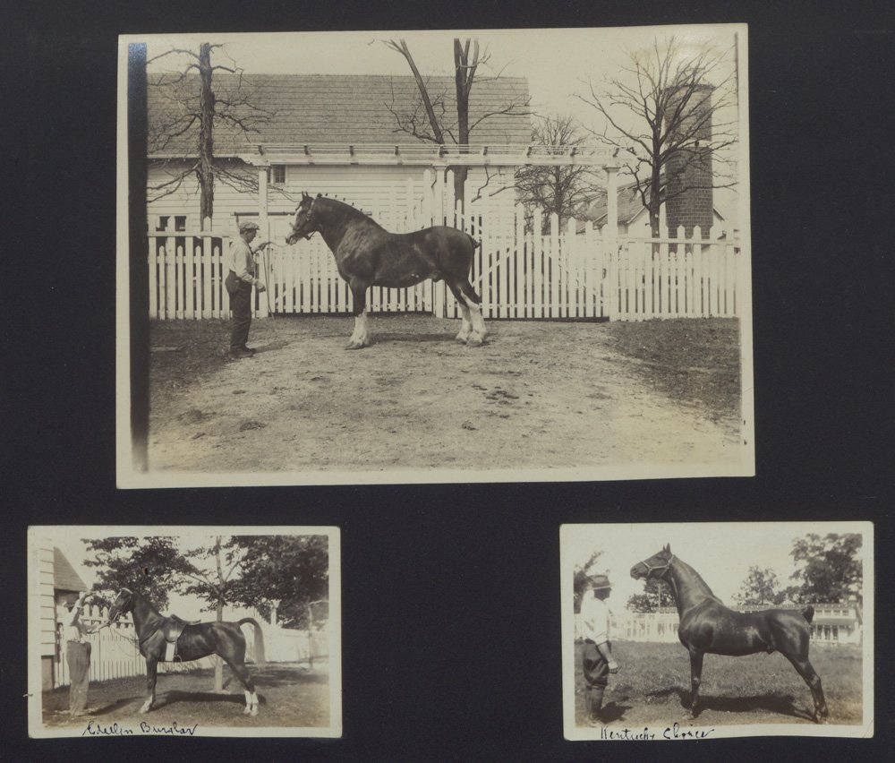 Three black-and-white snapshots of horses and their handlers on Edellyn Farm in a photo album. One Clydesdale horse is depicted, and two saddle horses: "Edellyn Burglar" [sp?] and "Kentucky Choice."