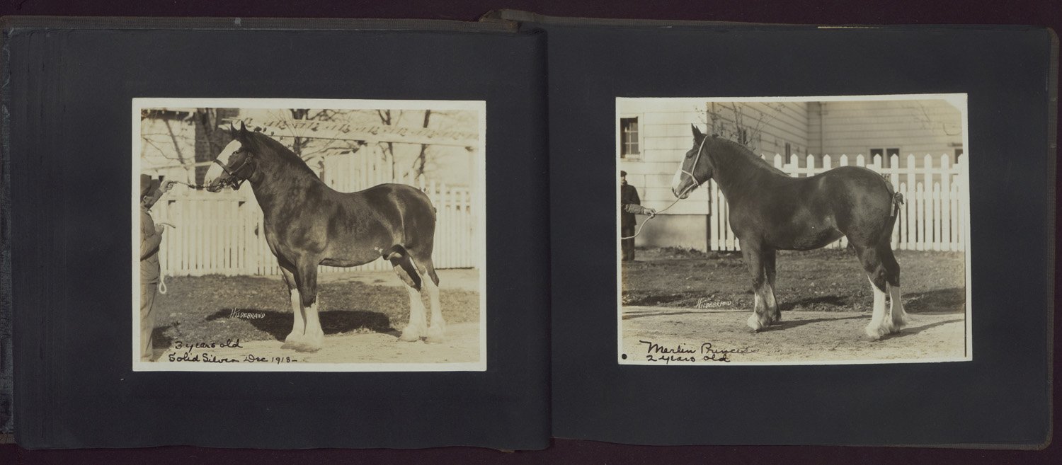 Two black-and-white photographs of Clydesdale horses and their handlers in a photo album: "Solid Silver, 3 years old, Dec. 1918" and "Merlin Prince, 2 years old." Photographs by Hildebrand.
