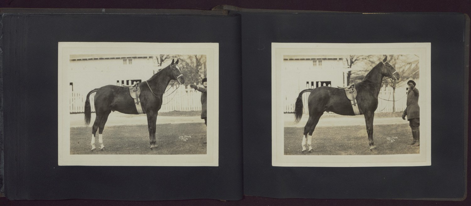Two black-and-white photographs of saddle horses and their handlers in a photo album.